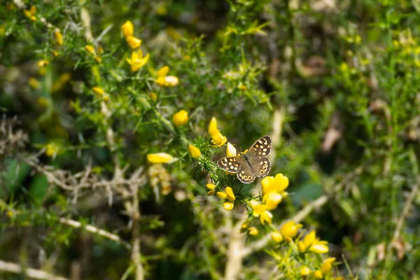 Papillon Bois Moucheté Pararge Aegeria Assis Sur Une Plante Fleurs — Photo