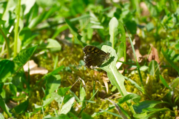 Papillon Bois Moucheté Pararge Aegeria Assis Sur Herbe Zurich Suisse — Photo