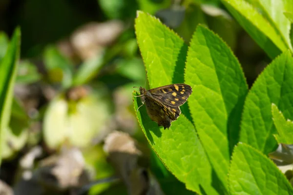 Papillon Bois Moucheté Pararge Aegeria Perché Sur Une Feuille Verte — Photo