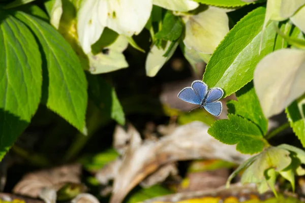 Silver Studded Blue Plebejus Argus Butterfly Open Wings Perched Green — Foto de Stock