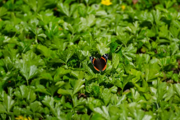 Borboleta Vermelha Almirante Vanessa Atalanta Sentada Folha Verde Zurique Suíça — Fotografia de Stock