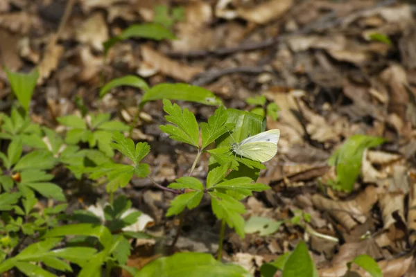 スイスのチューリッヒにある草の上に座っている小さな白い蝶 Pieris Rapae — ストック写真