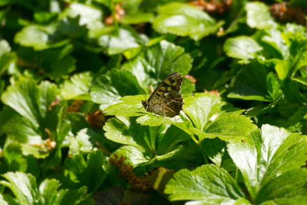 スイスのチューリッヒにある緑の葉の上にスペックルウッド蝶 Parge Aegeria — ストック写真