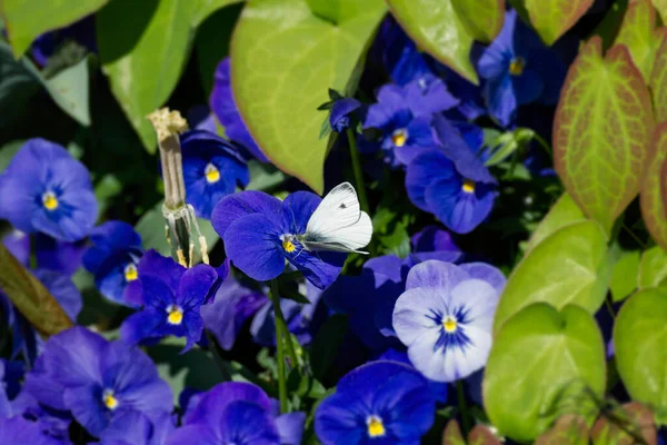 Pequena Borboleta Branca Pieris Rapae Empoleirada Flor Azul Zurique Suíça — Fotografia de Stock