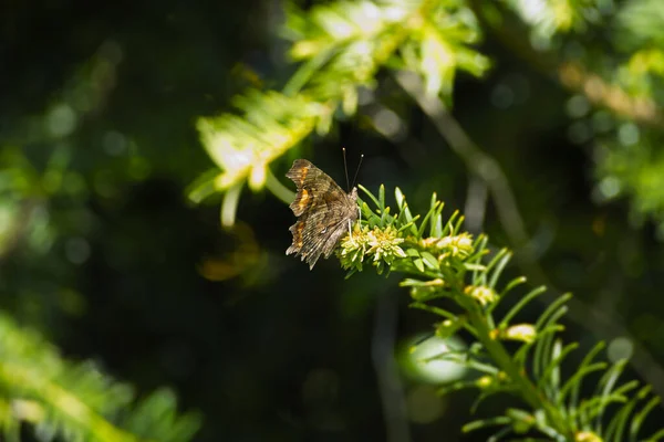 Comma Butterfly Polygonia Album Μερικώς Ανοιχτά Φτερά Ένα Πράσινο Φυτό — Φωτογραφία Αρχείου