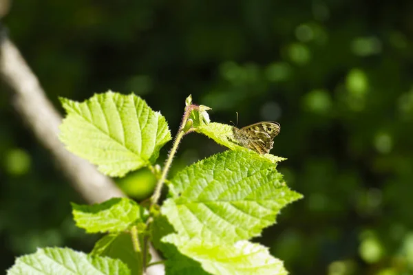 Papillon Bois Moucheté Pararge Aegeria Perché Sur Une Feuille Verte — Photo