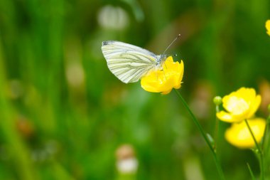 İsviçre 'nin Zürih kentindeki sarı bataklık kadife çiçeğine tünemiş yeşil damarlı beyaz kelebek (pieris napi).