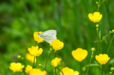 İsviçre 'nin Zürih kentindeki sarı bataklık kadife çiçeğine tünemiş yeşil damarlı beyaz kelebek (pieris napi).