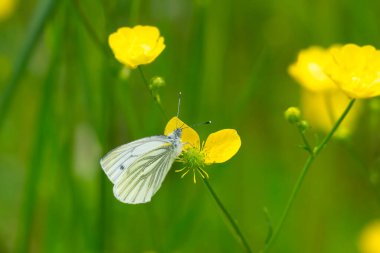 İsviçre 'nin Zürih kentindeki sarı bataklık kadife çiçeğine tünemiş yeşil damarlı beyaz kelebek (pieris napi).