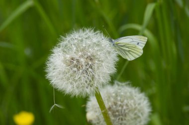 İsviçre 'nin Zürih kentinde karahindiba tohumuna tünemiş yeşil damarlı beyaz kelebek (pieris napi)