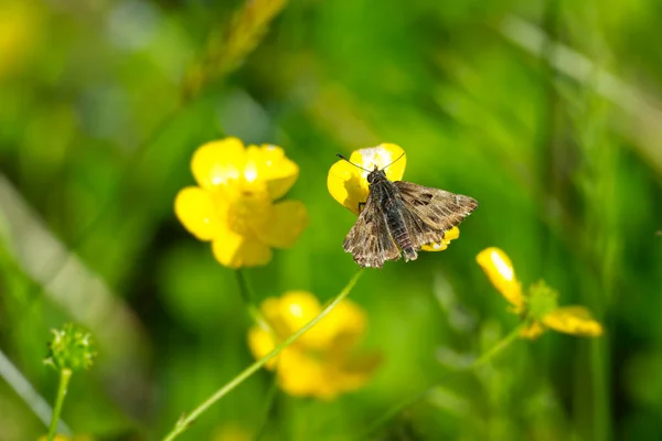 Mallow Skipper Carcharodus Alceae Butterfly Perched Yellow Marsh Marigold Zurich — Zdjęcie stockowe