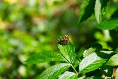 Benekli Kelebek (Pararge aegeria) İsviçre 'nin Zürih kentinde yeşil yaprağa tünemiştir.
