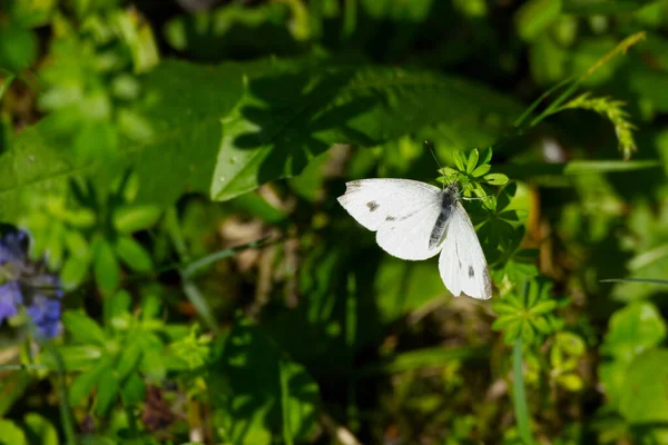 Petit Papillon Blanc Pieris Rapae Perché Sur Une Plante Verte — Photo