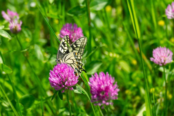 Eski Dünya Kırlangıç Kuyruğu (
