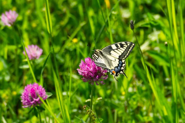 Old World Swallowtail Common Yellow Swallowtail Papilio Machaon Sitting Pink — стоковое фото