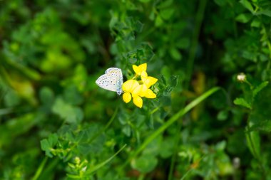 İsviçre 'nin Zürih kentindeki sarı çiçeğe tünemiş gümüş renkli (Plebejus argus) kelebek