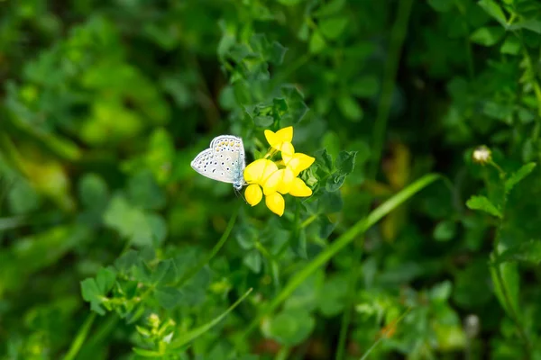 Silver Studded Blue Plebejus Argus Butterfly Closed Wings Perched Yellow — Φωτογραφία Αρχείου