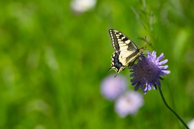 Eski Dünya Kırlangıç Kuyruğu (