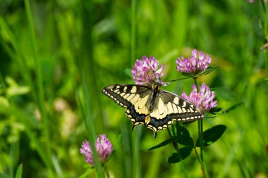 Eski Dünya Kırlangıç Kuyruğu (
