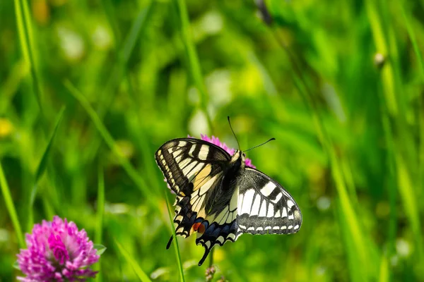 Old World Swallowtail Common Yellow Swallowtail Papilio Machaon Sitting Pink — Foto de Stock