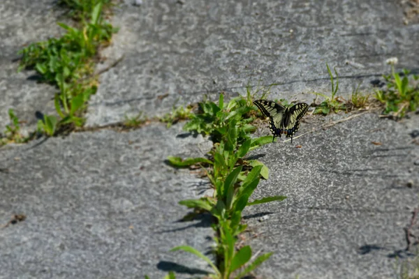 Óvilági Fecskefarkú Vagy Közönséges Sárga Fecskefarkú Papilio Machaon Repülés Közben — Stock Fotó