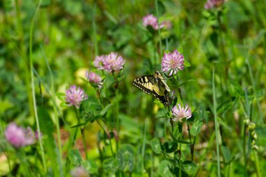 Eski Dünya Kırlangıç Kuyruğu (