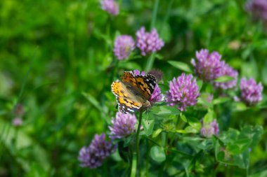 Boyalı Kadın (Vanessa Cardui) İsviçre 'nin Zürih şehrindeki pembe çiçeğe tünemiş kelebek