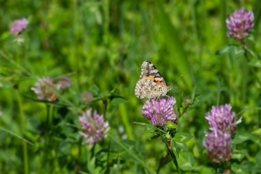 Boyalı Kadın (Vanessa Cardui) İsviçre 'nin Zürih şehrindeki pembe çiçeğe tünemiş kelebek