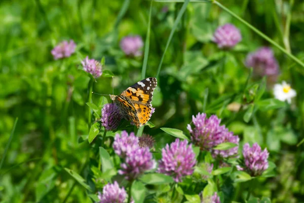 Boyalı Kadın (Vanessa Cardui) İsviçre 'nin Zürih şehrindeki pembe çiçeğe tünemiş kelebek