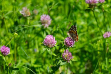 Boyalı Kadın (Vanessa Cardui) İsviçre 'nin Zürih şehrindeki pembe çiçeğe tünemiş kelebek