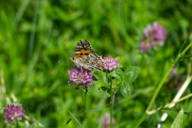 Boyalı Kadın (Vanessa Cardui) İsviçre 'nin Zürih şehrindeki pembe çiçeğe tünemiş kelebek