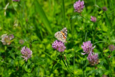 Boyalı Kadın (Vanessa Cardui) İsviçre 'nin Zürih şehrindeki pembe çiçeğe tünemiş kelebek