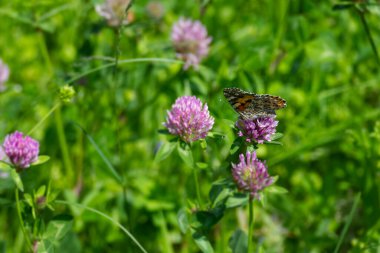 Boyalı Kadın (Vanessa Cardui) İsviçre 'nin Zürih şehrindeki pembe çiçeğe tünemiş kelebek