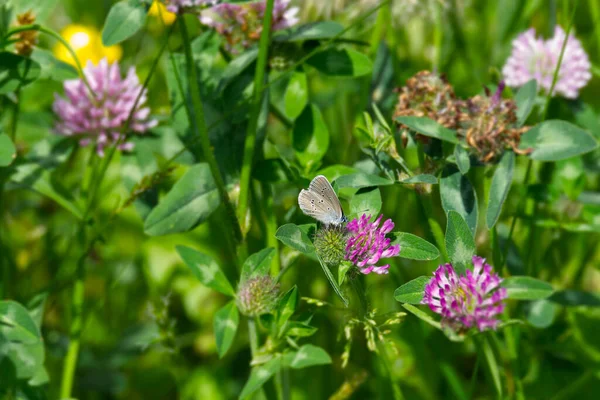 Mazarine mavisi (siyaniris semiargus) İsviçre 'nin Zürih kentindeki pembe çiçeğe tünemiş kelebek.