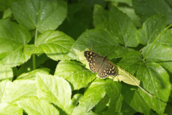 Borboleta Madeira Salpicada Pararge Aegeria Empoleirada Folha Verde Zurique Suíça — Fotografia de Stock