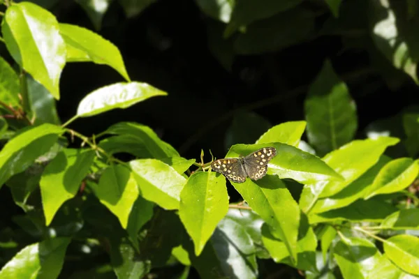 Papillon Bois Moucheté Pararge Aegeria Perché Sur Une Feuille Verte — Photo