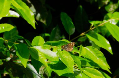 Benekli Kelebek (Pararge aegeria) İsviçre 'nin Zürih kentinde yeşil yaprağa tünemiştir.