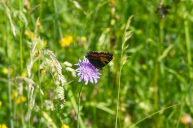 İsviçre 'nin Zürih kentinde mor bir çiçeğin üzerinde oturan küçük kaplumbağa kabuğu kelebeği (Aglais urticae)