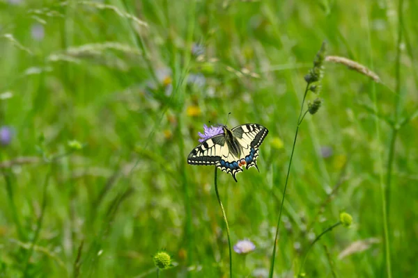 Old World Swallowtail Common Yellow Swallowtail Papilio Machaon Sitting Violet — стоковое фото