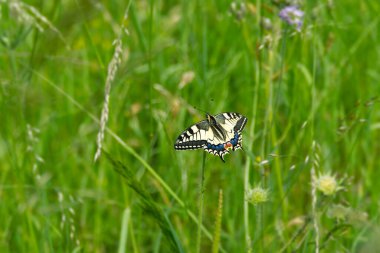 Eski Dünya Kırlangıç Kuyruğu (