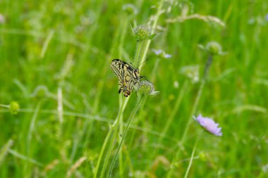 Eski Dünya Kırlangıç Kuyruğu (