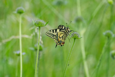 Eski Dünya Kırlangıç Kuyruğu (