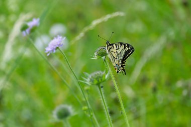 Eski Dünya Kırlangıç Kuyruğu (