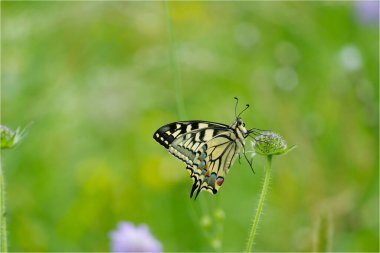 Eski Dünya Kırlangıç Kuyruğu (