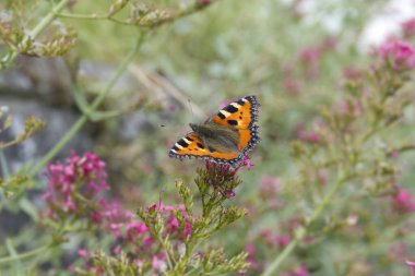 İsviçre, Zürih 'te pembe bir çiçeğin üzerinde oturan küçük kaplumbağa kabuğu kelebeği (Aglais urticae)