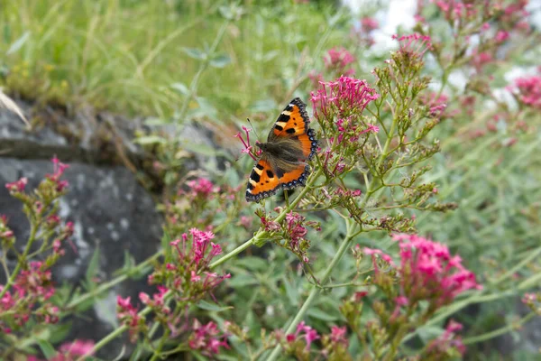 瑞士苏黎世 一只小乌龟蝴蝶 Aglais Urticae 栖息在一朵粉红色的花朵上 — 图库照片