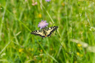 Eski Dünya Kırlangıç Kuyruğu (