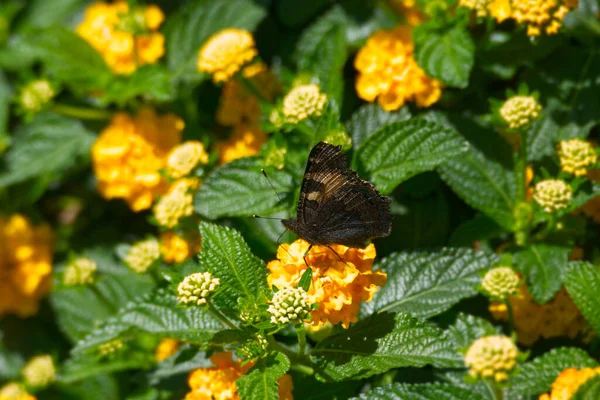 Маленькая Черепаховая Бабочка Aglais Urticae Сидит Жёлтом Цветке Цюрихе Швейцария — стоковое фото