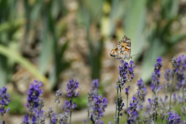 絵付けされた女性 ヴァネッサCardui 蝶はチューリッヒ スイスのラベンダーにパーチ — ストック写真