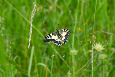 Eski Dünya Kırlangıç Kuyruğu (